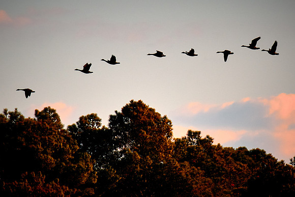Canada Geese, Chincoteague National Wildlife Refuge, VA