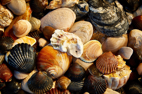 Seashells on the beach, Chincoteague National Wildlife Refuge, VA