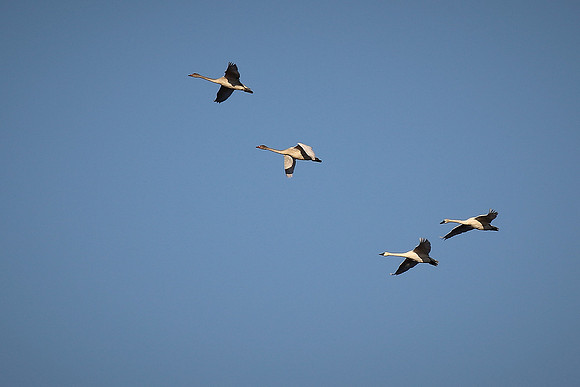 Tundra Swans, Chincoteague National Wildlife Refuge, VA