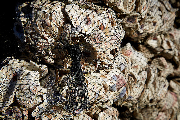 Bags of oyster shells in fishing village of Saxis, VA