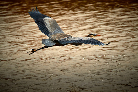 Great Blue Heron at Blackwater National Wildlife Refuge, MD