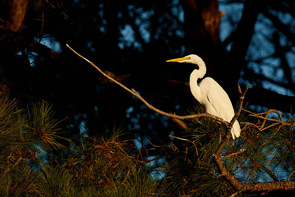 Great Egret, Chincoteague National Wildlife Refuge, VA