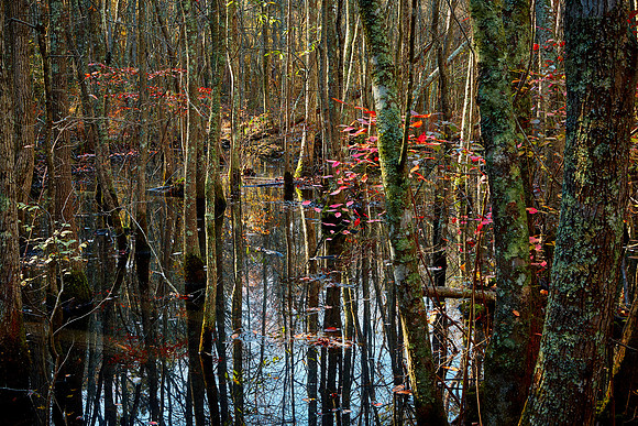 Cypress Swamp, Pocomoke River State Park near Snow Hill, MD