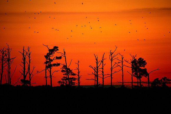 Sunrise at Blackwater National Wildlife Refuge, MD