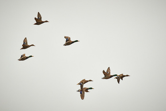 Mallards at Blackwater National Wildlife Refuge, MD