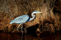 2015 Dec - Chincoteague Island, VA