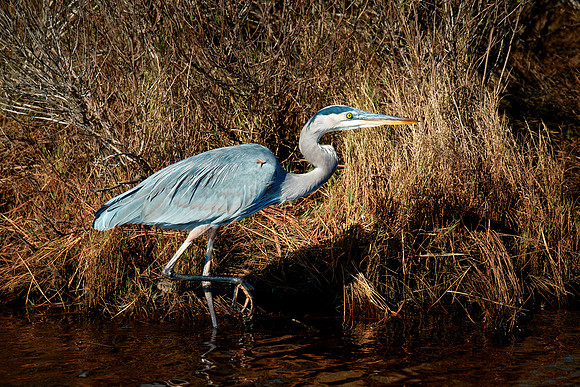 Great Blue Heron, Chincoteague National Wildlife Refuge, VA