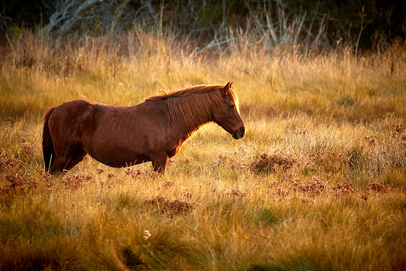 Wild ponies on  Chincoteague National Wildlife Refuge, VA