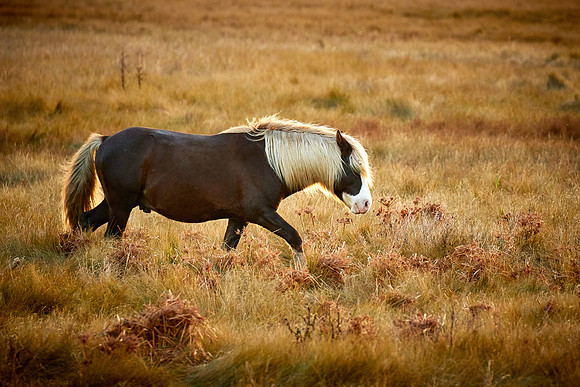 Wild ponies on  Chincoteague National Wildlife Refuge, VA