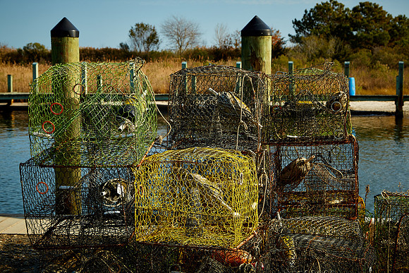 Crab pots in fishing village of Greenbackville, VA