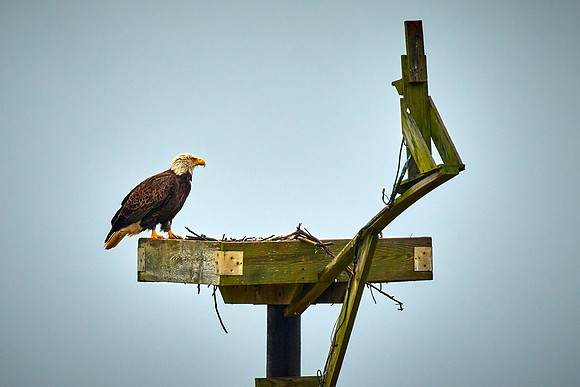 Bald Eagle at Blackwater National Wildlife Refuge, MD