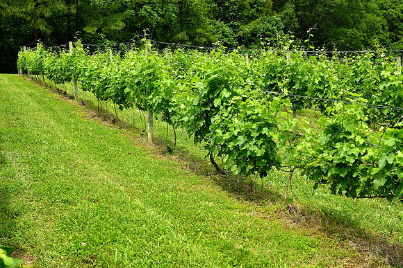 The Hague Winery, Hague, VA