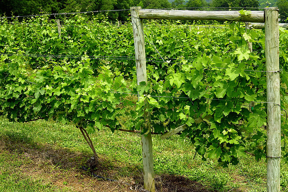 The Hague Winery, Hague, VA