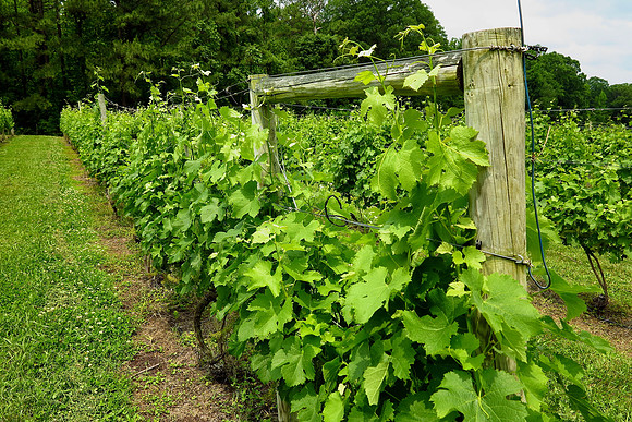 The Hague Winery, Hague, VA