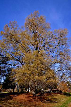 2014 Nov - Davidson Car Show