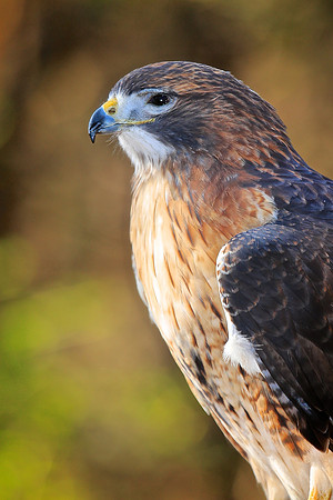Carolina Raptor Center, Huntersville, NC