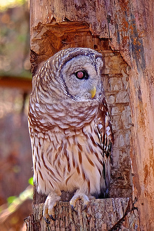 Carolina Raptor Center, Huntersville, NC