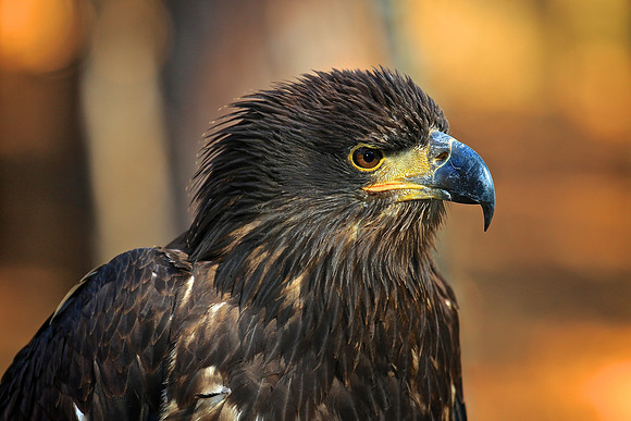 Carolina Raptor Center, Huntersville, NC