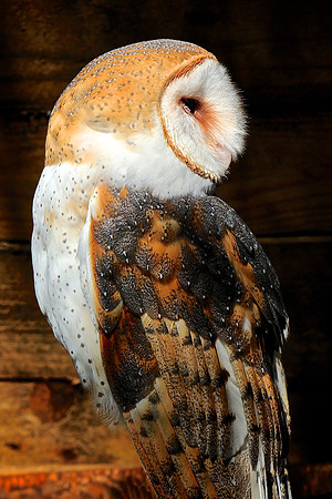 Carolina Raptor Center, Huntersville, NC