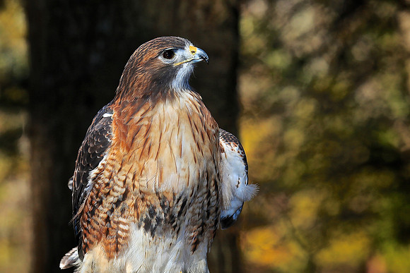 Carolina Raptor Center, Huntersville, NC