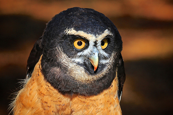 Carolina Raptor Center, Huntersville, NC