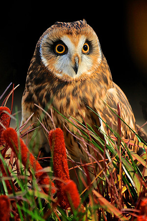 Carolina Raptor Center, Huntersville, NC