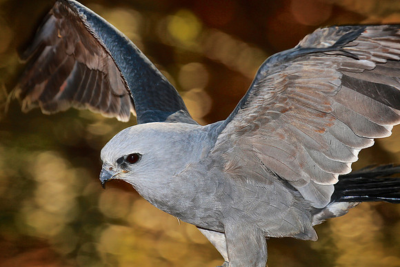 Carolina Raptor Center, Huntersville, NC