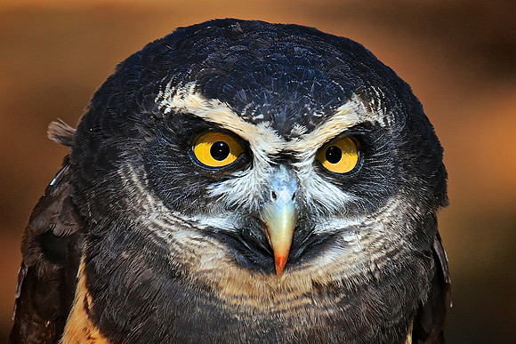 Carolina Raptor Center, Huntersville, NC