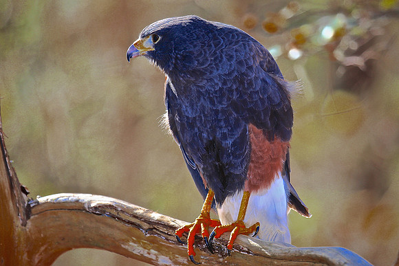 Carolina Raptor Center, Huntersville, NC