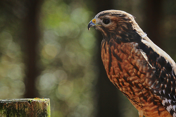 Carolina Raptor Center, Huntersville, NC