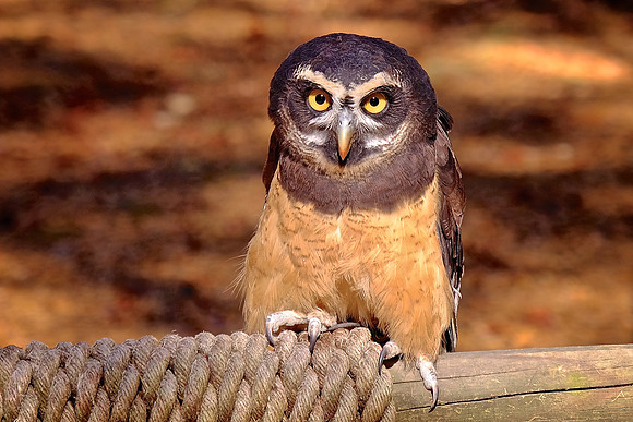 Carolina Raptor Center, Huntersville, NC