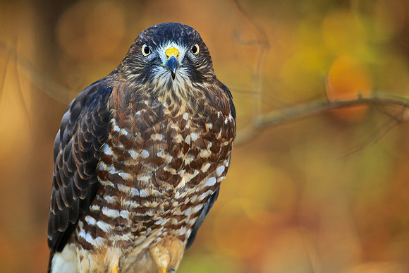 Carolina Raptor Center, Huntersville, NC