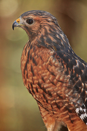 Carolina Raptor Center, Huntersville, NC