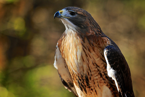 Carolina Raptor Center, Huntersville, NC