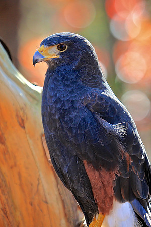 Carolina Raptor Center, Huntersville, NC