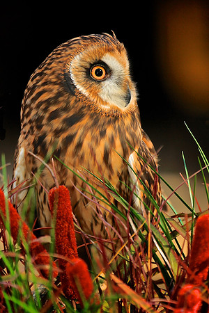 Carolina Raptor Center, Huntersville, NC