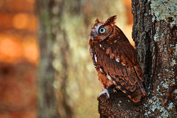 Carolina Raptor Center, Huntersville, NC