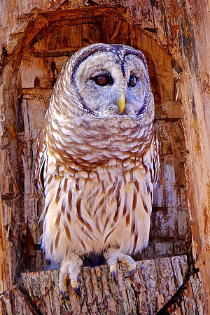 Carolina Raptor Center, Huntersville, NC