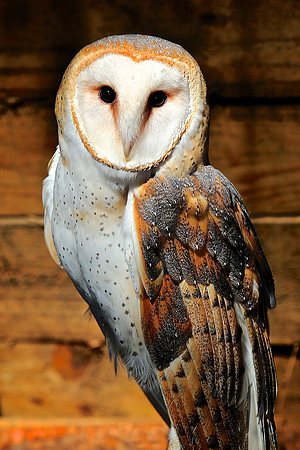 Carolina Raptor Center, Huntersville, NC
