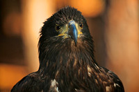 2014 Nov - Carolina Raptor Center
