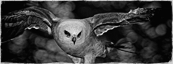 Carolina Raptor Center, Huntersville, NC
