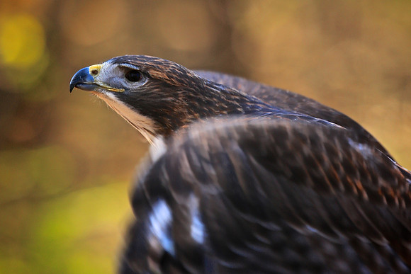 Carolina Raptor Center, Huntersville, NC