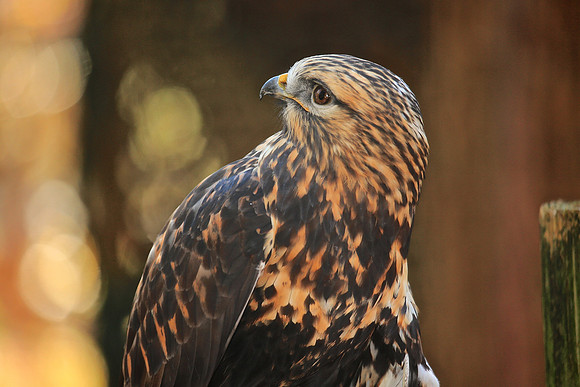 Carolina Raptor Center, Huntersville, NC