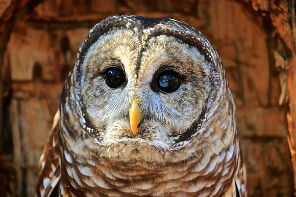 Carolina Raptor Center, Huntersville, NC