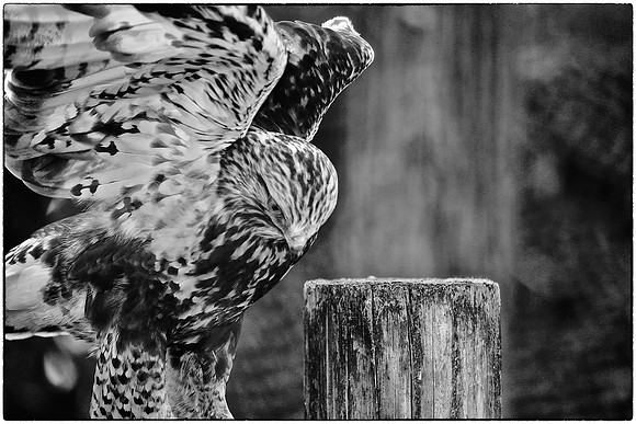 Carolina Raptor Center, Huntersville, NC
