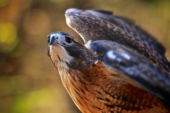 Carolina Raptor Center, Huntersville, NC