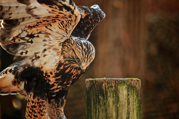 Carolina Raptor Center, Huntersville, NC