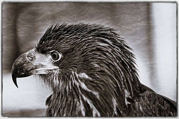 Carolina Raptor Center, Huntersville, NC