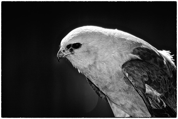 Carolina Raptor Center, Huntersville, NC