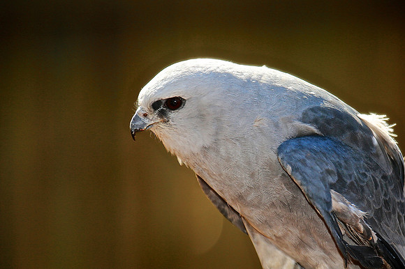 Carolina Raptor Center, Huntersville, NC